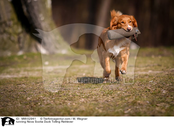rennender Nova Scotia Duck Tolling Retriever / running Nova Scotia Duck Tolling Retriever / MW-02941