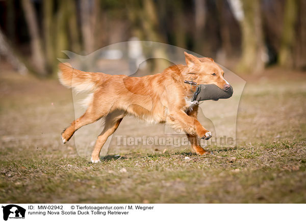 rennender Nova Scotia Duck Tolling Retriever / running Nova Scotia Duck Tolling Retriever / MW-02942