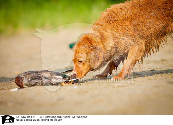 Nova Scotia Duck Tolling Retriever / MW-05111
