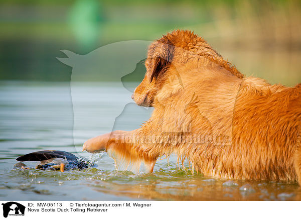 Nova Scotia Duck Tolling Retriever / MW-05113