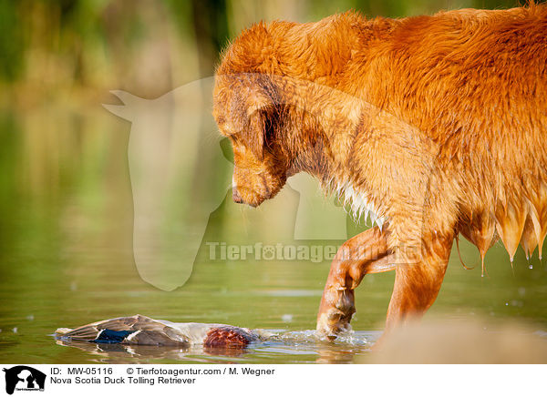 Nova Scotia Duck Tolling Retriever / Nova Scotia Duck Tolling Retriever / MW-05116