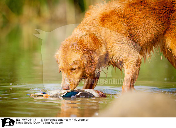 Nova Scotia Duck Tolling Retriever / MW-05117