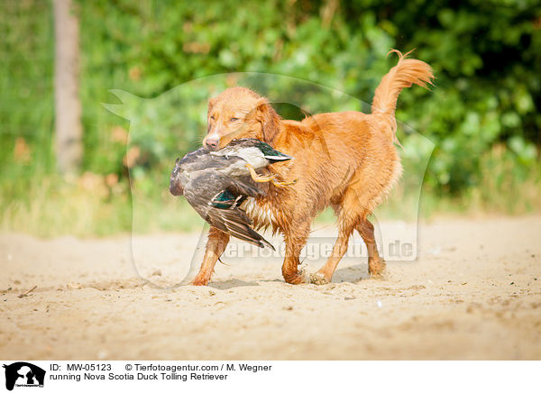 running Nova Scotia Duck Tolling Retriever / MW-05123