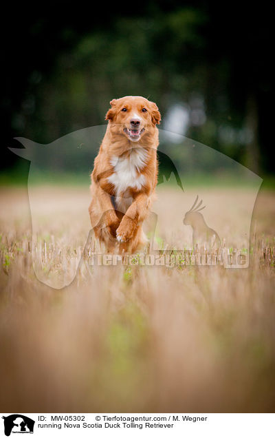 rennender Nova Scotia Duck Tolling Retriever / running Nova Scotia Duck Tolling Retriever / MW-05302