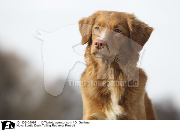 Nova Scotia Duck Tolling Retriever Portrait / Nova Scotia Duck Tolling Retriever Portrait / DG-09097