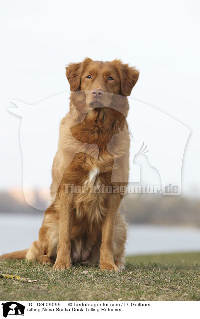 sitzender Nova Scotia Duck Tolling Retriever / sitting Nova Scotia Duck Tolling Retriever / DG-09099