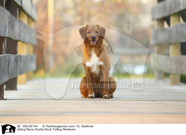 sitzender Nova Scotia Duck Tolling Retriever / sitting Nova Scotia Duck Tolling Retriever / DG-09144