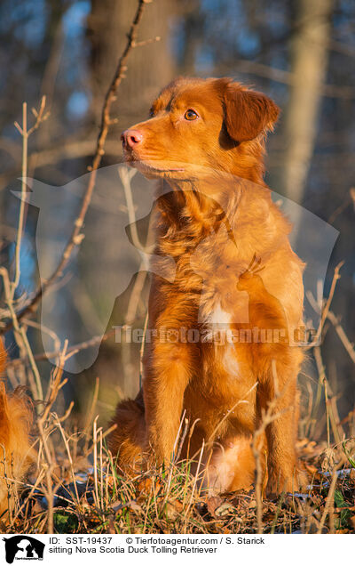 sitzender Nova Scotia Duck Tolling Retriever / sitting Nova Scotia Duck Tolling Retriever / SST-19437