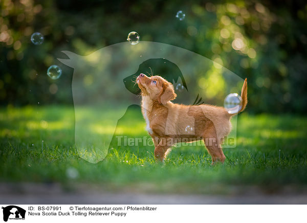 Nova Scotia Duck Tolling Retriever Welpe / Nova Scotia Duck Tolling Retriever Puppy / BS-07991