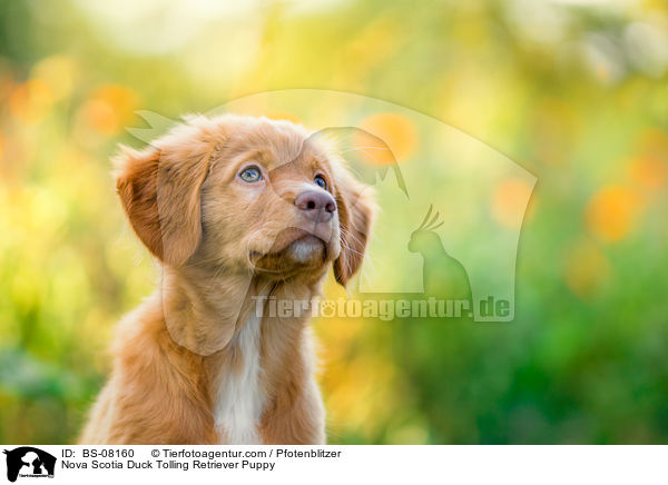 Nova Scotia Duck Tolling Retriever Welpe / Nova Scotia Duck Tolling Retriever Puppy / BS-08160