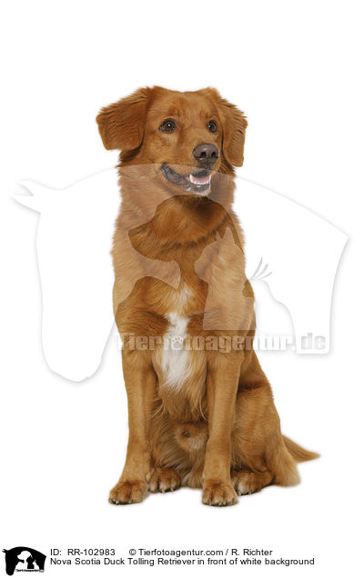 Nova Scotia Duck Tolling Retriever vor weiem Hintergrund / Nova Scotia Duck Tolling Retriever in front of white background / RR-102983