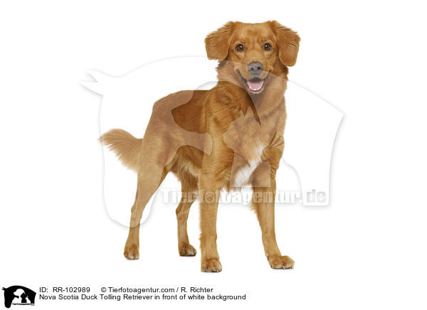 Nova Scotia Duck Tolling Retriever vor weiem Hintergrund / Nova Scotia Duck Tolling Retriever in front of white background / RR-102989