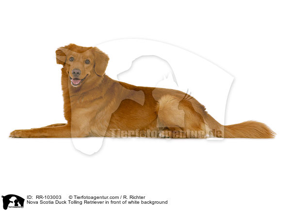 Nova Scotia Duck Tolling Retriever in front of white background / RR-103003