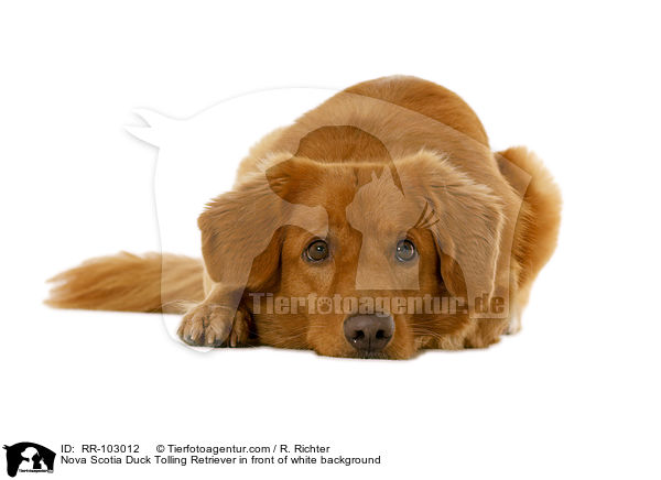 Nova Scotia Duck Tolling Retriever in front of white background / RR-103012