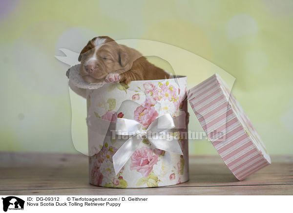 Nova Scotia Duck Tolling Retriever Welpe / Nova Scotia Duck Tolling Retriever Puppy / DG-09312