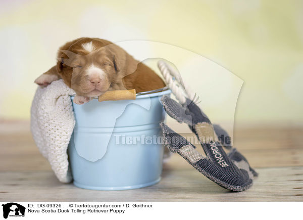 Nova Scotia Duck Tolling Retriever Welpe / Nova Scotia Duck Tolling Retriever Puppy / DG-09326