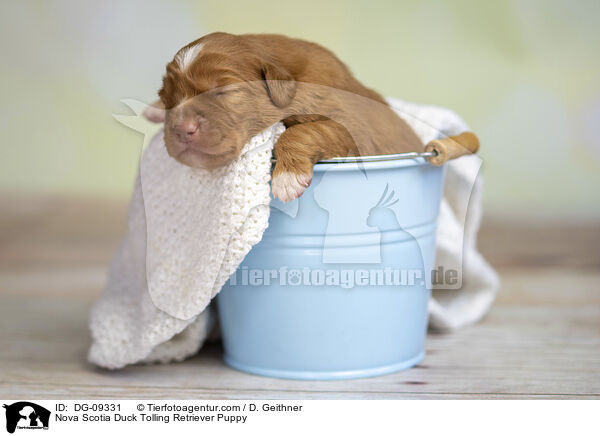 Nova Scotia Duck Tolling Retriever Welpe / Nova Scotia Duck Tolling Retriever Puppy / DG-09331