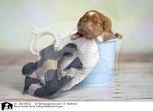 Nova Scotia Duck Tolling Retriever Welpe / Nova Scotia Duck Tolling Retriever Puppy / DG-09332