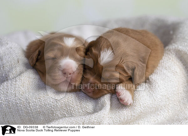 Nova Scotia Duck Tolling Retriever Welpen / Nova Scotia Duck Tolling Retriever Puppies / DG-09338