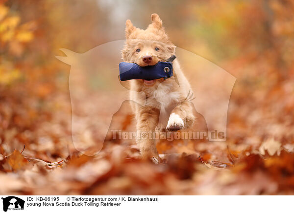 junger Nova Scotia Duck Tolling Retriever / young Nova Scotia Duck Tolling Retriever / KB-06195