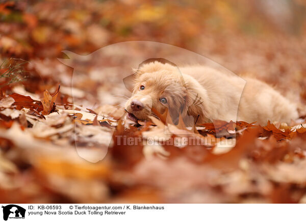 junger Nova Scotia Duck Tolling Retriever / young Nova Scotia Duck Tolling Retriever / KB-06593