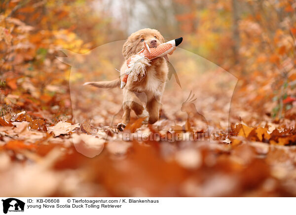 junger Nova Scotia Duck Tolling Retriever / young Nova Scotia Duck Tolling Retriever / KB-06608