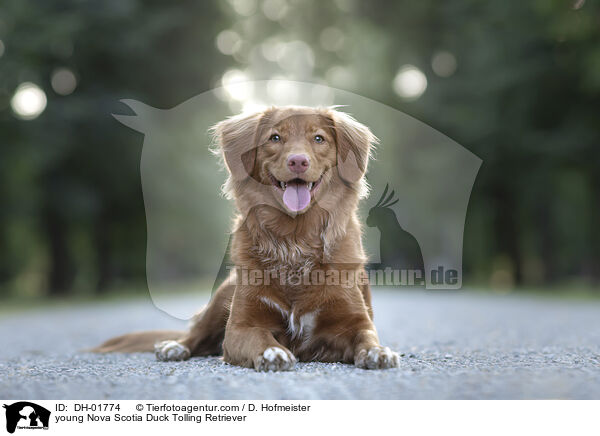 junger Nova Scotia Duck Tolling Retriever / young Nova Scotia Duck Tolling Retriever / DH-01774
