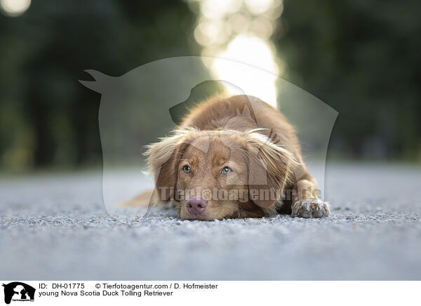 junger Nova Scotia Duck Tolling Retriever / young Nova Scotia Duck Tolling Retriever / DH-01775