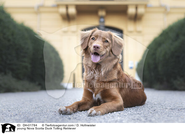 junger Nova Scotia Duck Tolling Retriever / young Nova Scotia Duck Tolling Retriever / DH-01784