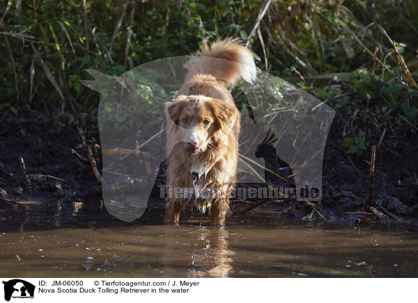 Nova Scotia Duck Tolling Retriever im Wasser / Nova Scotia Duck Tolling Retriever in the water / JM-06050