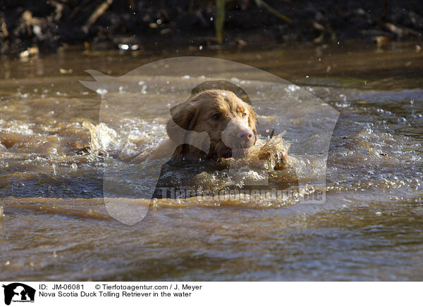 Nova Scotia Duck Tolling Retriever im Wasser / Nova Scotia Duck Tolling Retriever in the water / JM-06081