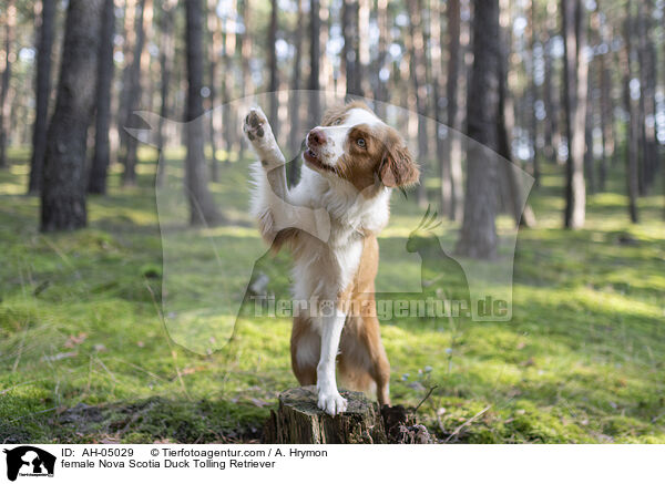 Nova Scotia Duck Tolling Retriever Hndin / female Nova Scotia Duck Tolling Retriever / AH-05029