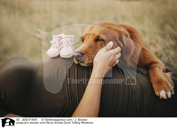 Schwangere und Nova Scotia Duck Tolling Retriever / pregnant woman and Nova Scotia Duck Tolling Retriever / JEB-01895