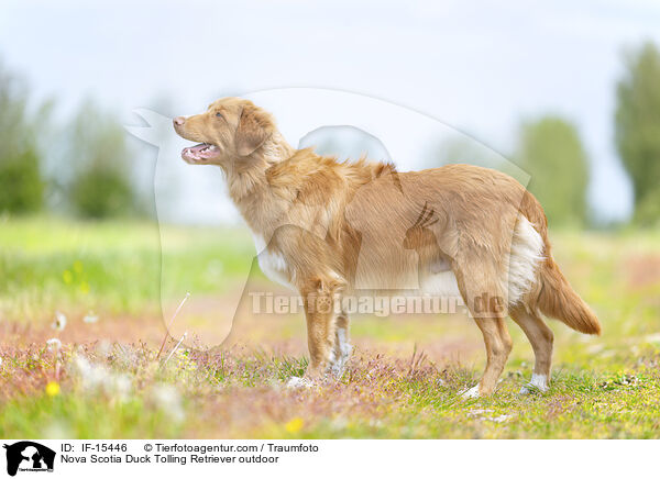 Nova Scotia Duck Tolling Retriever drauen / Nova Scotia Duck Tolling Retriever outdoor / IF-15446