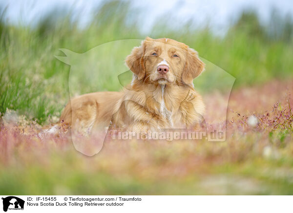 Nova Scotia Duck Tolling Retriever drauen / Nova Scotia Duck Tolling Retriever outdoor / IF-15455