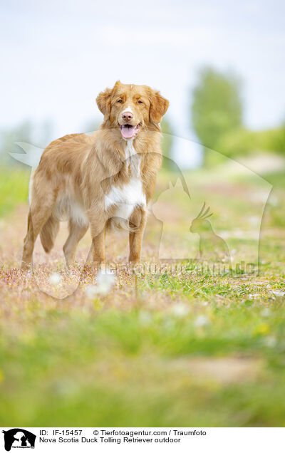 Nova Scotia Duck Tolling Retriever drauen / Nova Scotia Duck Tolling Retriever outdoor / IF-15457