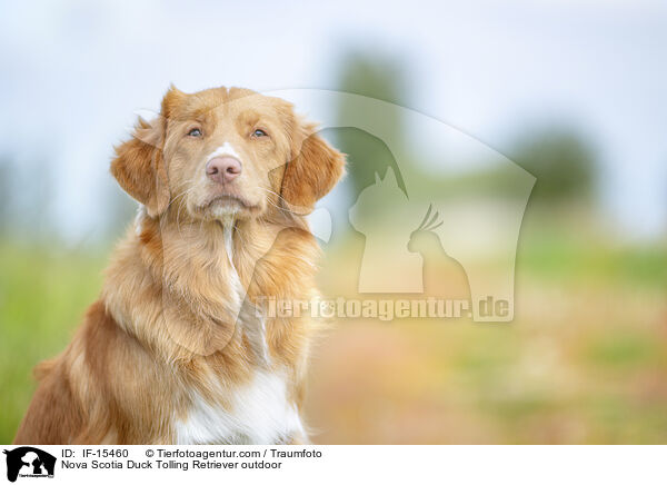 Nova Scotia Duck Tolling Retriever drauen / Nova Scotia Duck Tolling Retriever outdoor / IF-15460