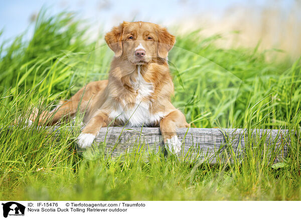 Nova Scotia Duck Tolling Retriever drauen / Nova Scotia Duck Tolling Retriever outdoor / IF-15476