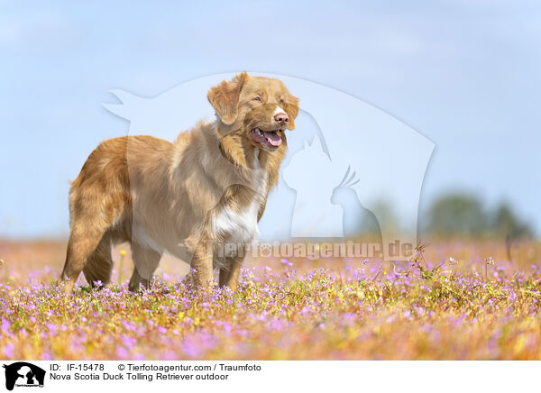 Nova Scotia Duck Tolling Retriever drauen / Nova Scotia Duck Tolling Retriever outdoor / IF-15478