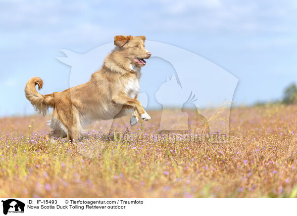 Nova Scotia Duck Tolling Retriever drauen / Nova Scotia Duck Tolling Retriever outdoor / IF-15493