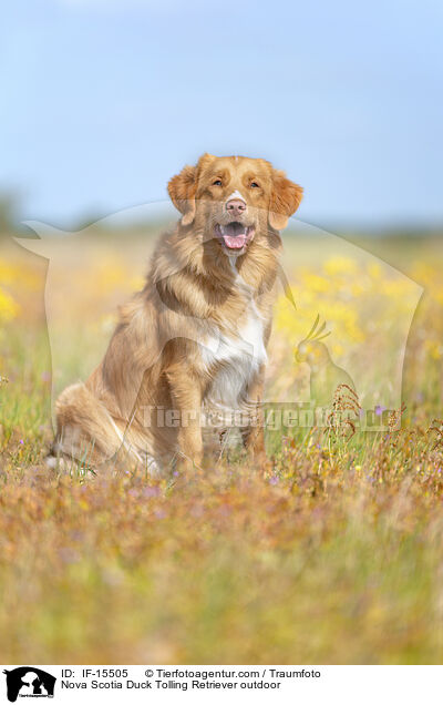 Nova Scotia Duck Tolling Retriever outdoor / IF-15505