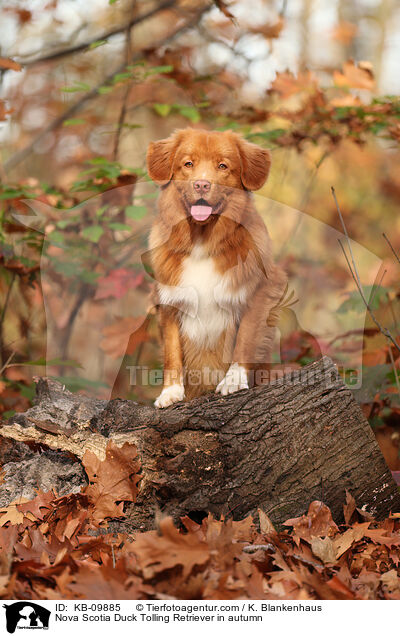 Nova Scotia Duck Tolling Retriever im Herbst / Nova Scotia Duck Tolling Retriever in autumn / KB-09885