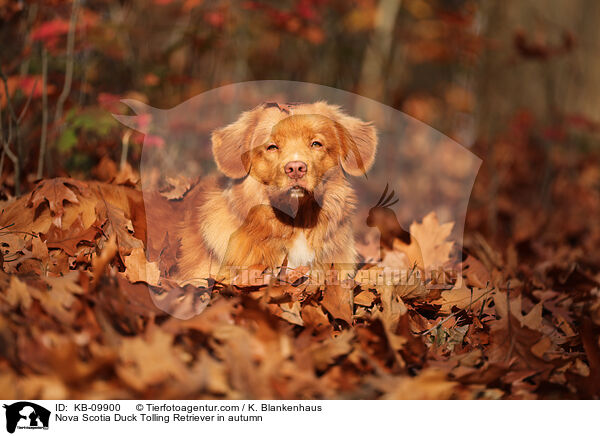 Nova Scotia Duck Tolling Retriever im Herbst / Nova Scotia Duck Tolling Retriever in autumn / KB-09900