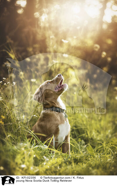 junger Nova Scotia Duck Tolling Retriever / young Nova Scotia Duck Tolling Retriever / KFI-02356