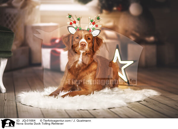 Nova Scotia Duck Tolling Retriever / JQ-01664