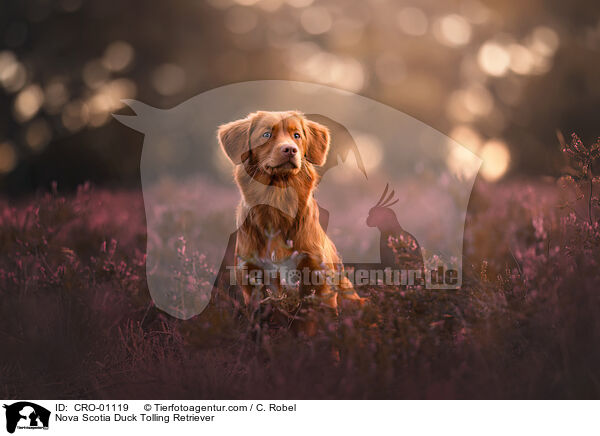 Nova Scotia Duck Tolling Retriever / Nova Scotia Duck Tolling Retriever / CRO-01119