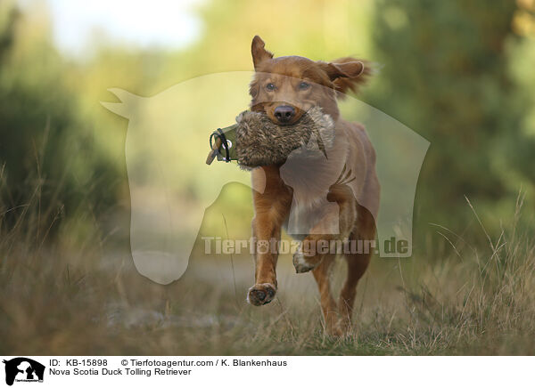 Nova Scotia Duck Tolling Retriever / Nova Scotia Duck Tolling Retriever / KB-15898