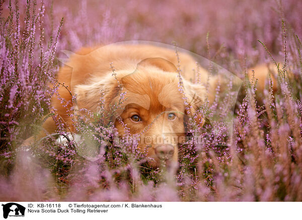 Nova Scotia Duck Tolling Retriever / Nova Scotia Duck Tolling Retriever / KB-16118