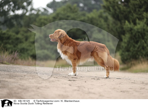 Nova Scotia Duck Tolling Retriever / Nova Scotia Duck Tolling Retriever / KB-16125