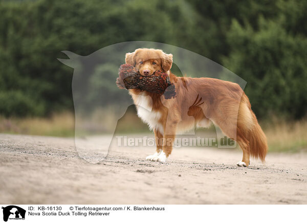 Nova Scotia Duck Tolling Retriever / Nova Scotia Duck Tolling Retriever / KB-16130